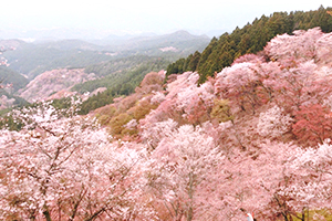 桜 見頃 吉野